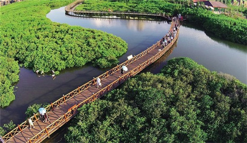 年轻的鸡即鲍汁焖鸡